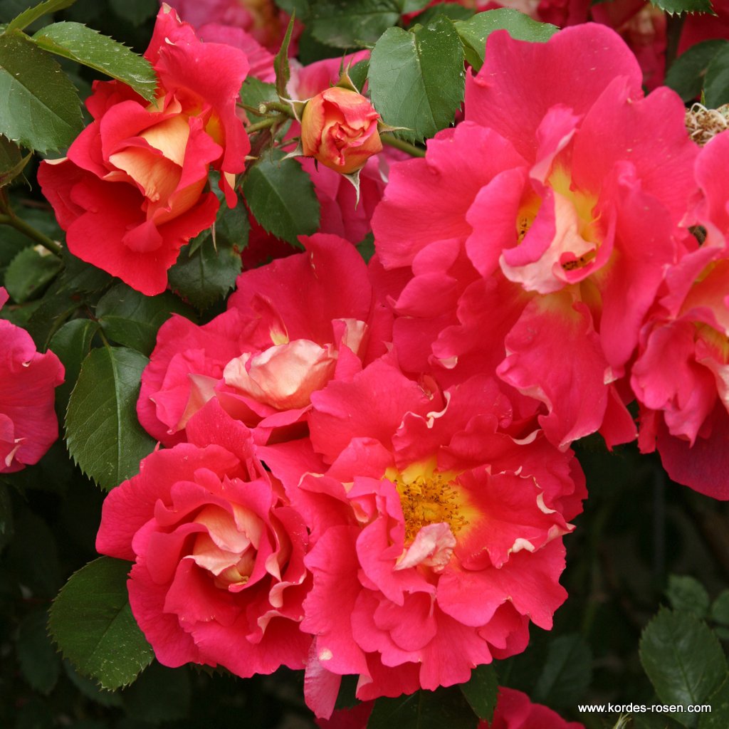 Роза плетистая Баяццо